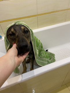 Чудесный пес Тимоша ищем дом