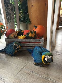 Попугайчики ручные 4 мес