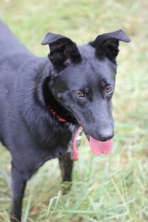 Молодой пёс Барт в добрые руки, в дар