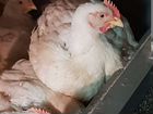 Цыпленок бройлер живым весом объявление продам