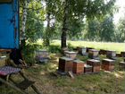 Пчелосемьи, пчёл объявление продам