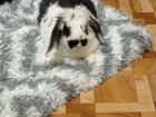 Декоративные кролики вислоухие