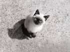 Сиамский котенок