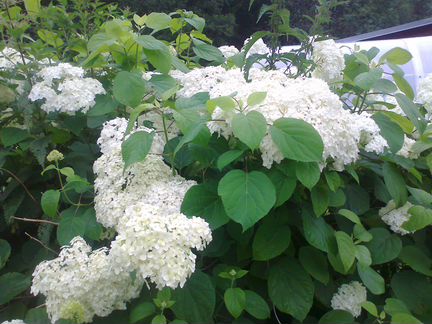 Гортензия белая